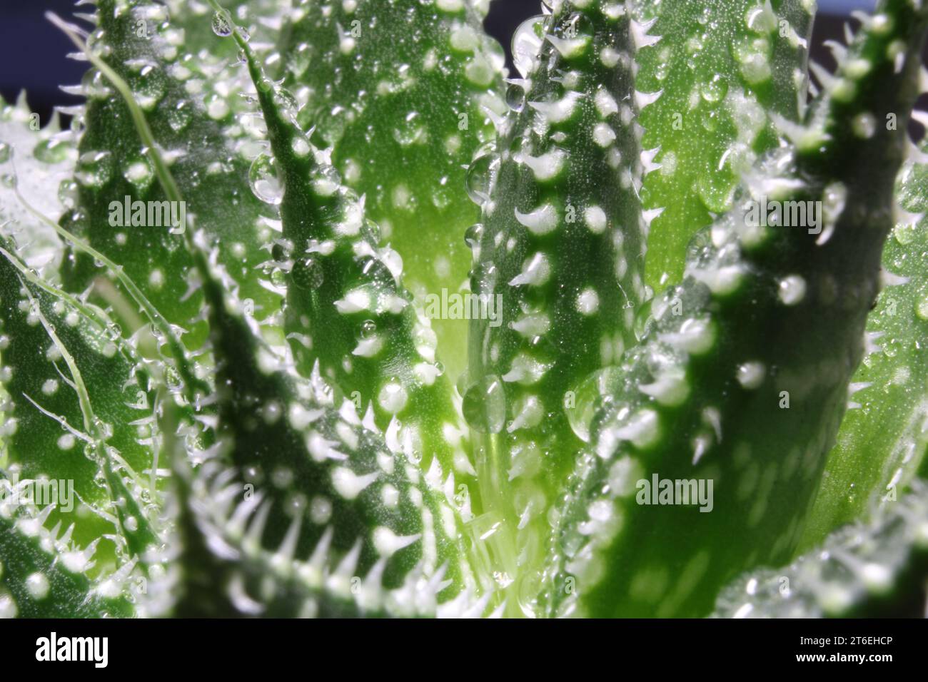 Nahaufnahme eines grünen Sukkulenten mit Wassertropfen darauf Banque D'Images