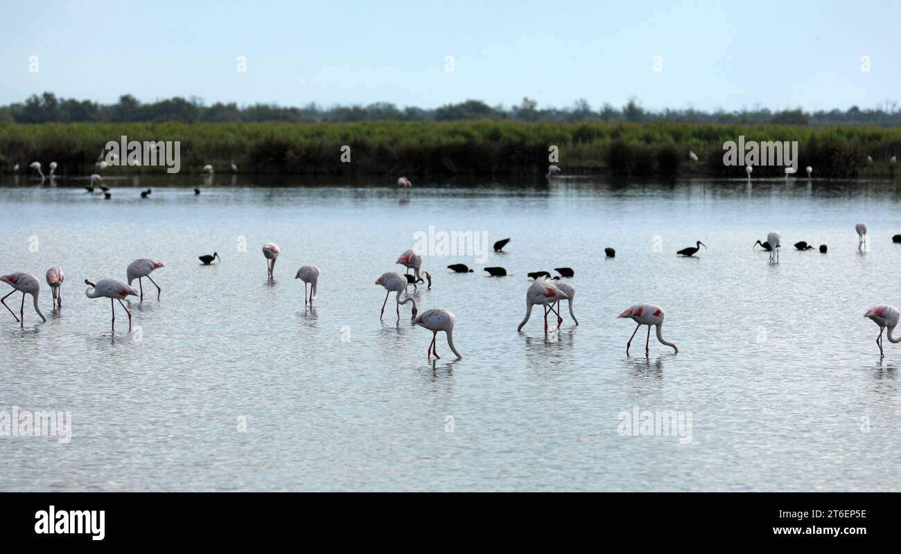 Flamants roses en Camargue dans l'eau Banque D'Images