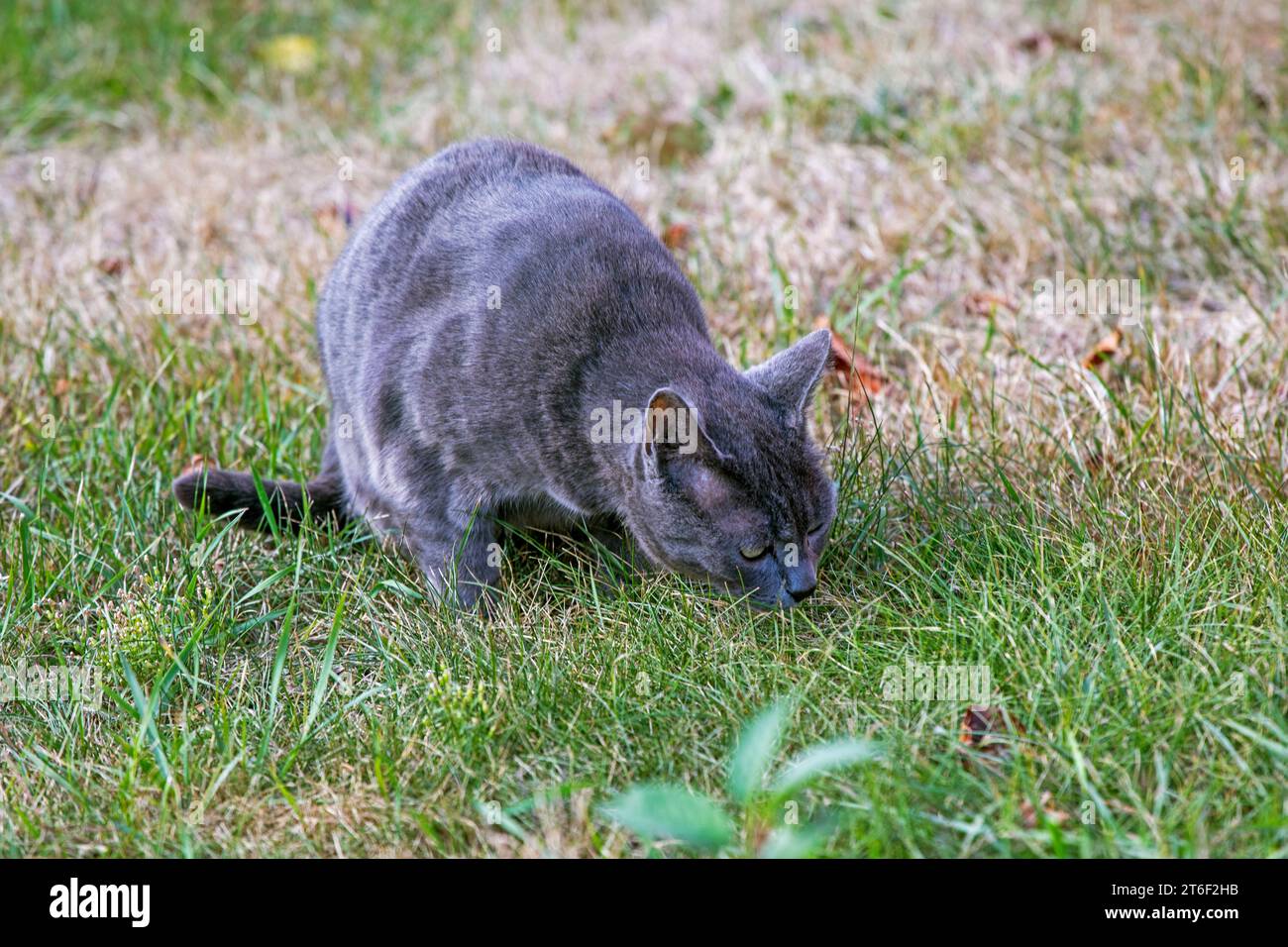 Mignon chat birman bleu américain sur une promenade sans laisse, en prenant soin des animaux de compagnie Banque D'Images
