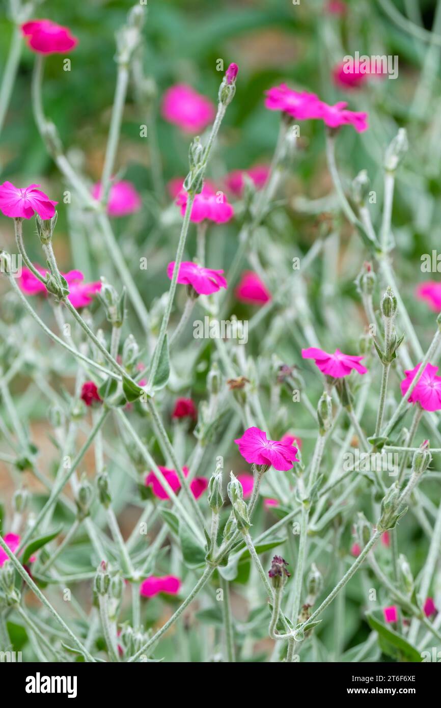 Lychnis coronaria, Rose campion, Dusty miller, mullein-rose, Bloody William, feuillage gris argenté, fleurs roses fortes Banque D'Images