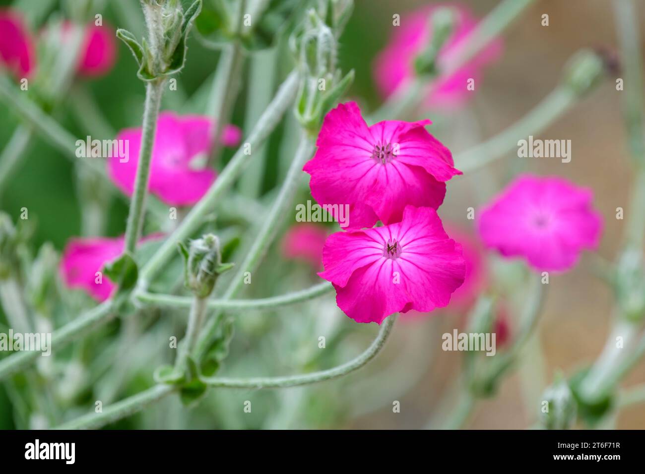 Lychnis coronaria, Rose campion, Dusty miller, mullein-rose, Bloody William, feuillage gris argenté, fleurs roses fortes Banque D'Images