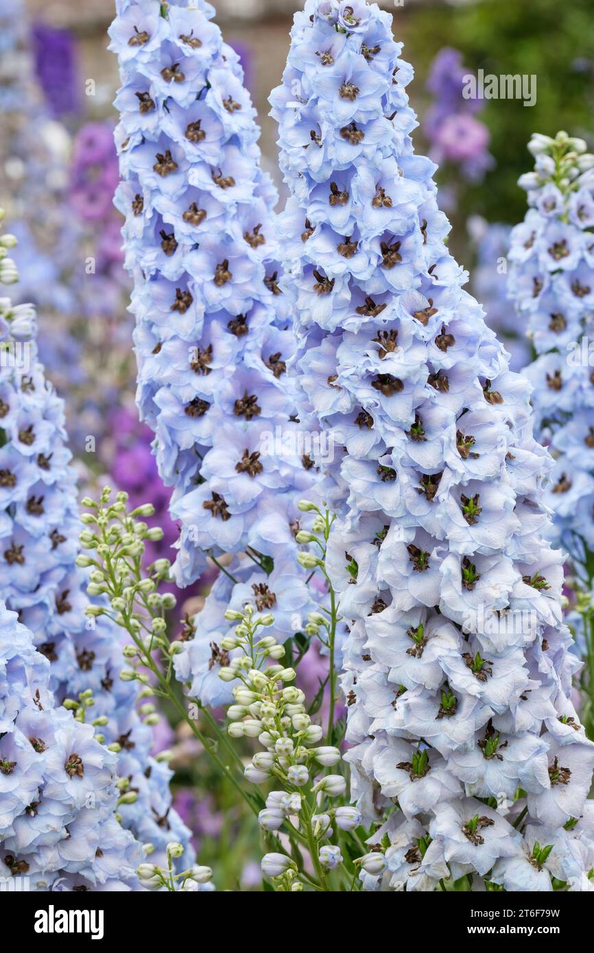 Delphinium Crown Jewel, fleurs bleues douces avec un grand oeil noir Banque D'Images