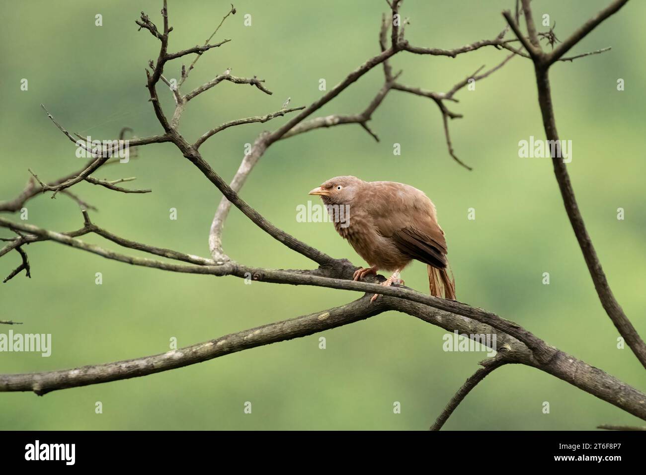 Un babillard solitaire de la jungle (Argya striata) perché sur la branche d'un arbre mort et avec un fond de nature verte à Goa, en Inde. Banque D'Images