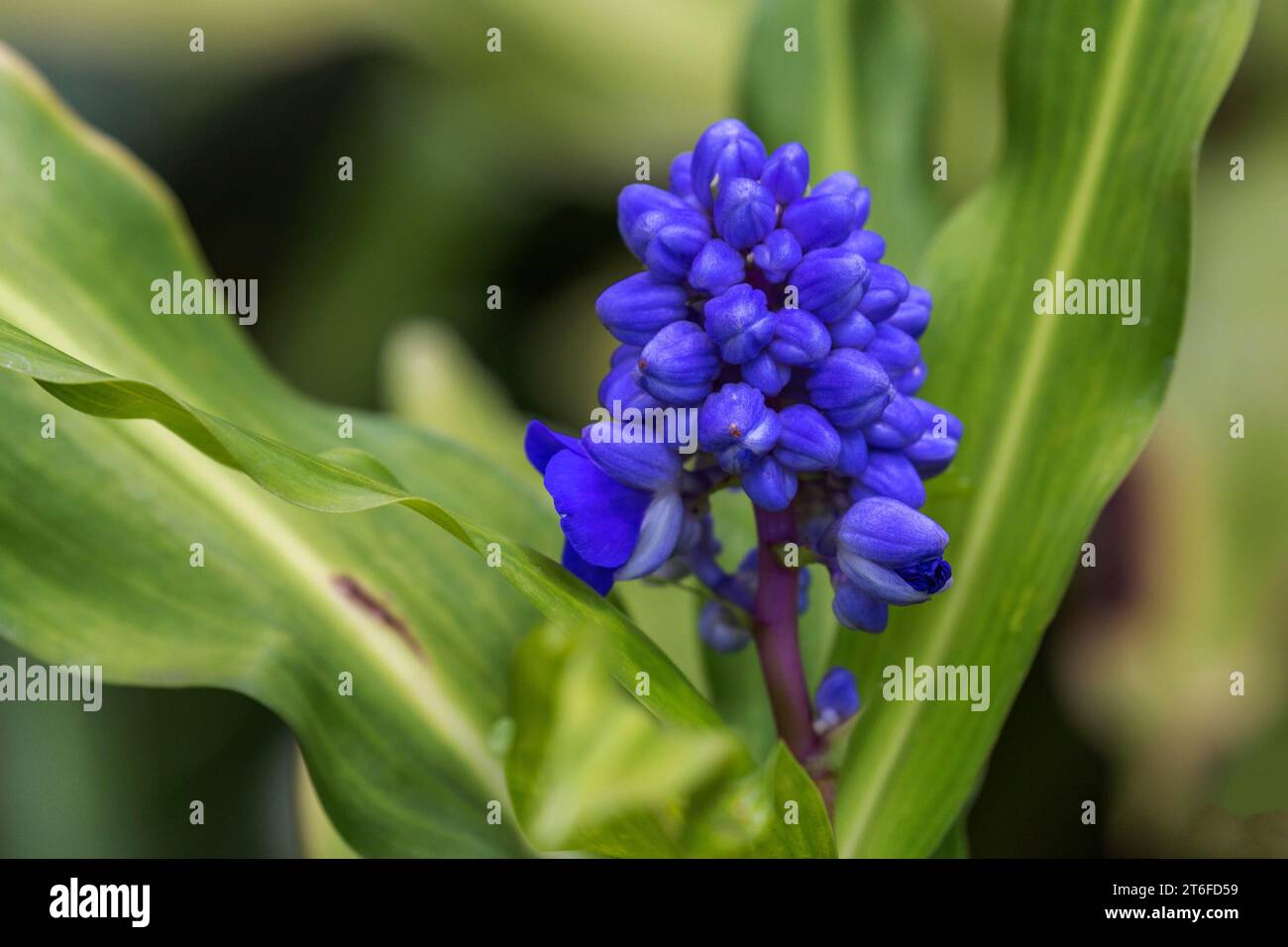 Fleur du gingembre bleu (Dichorisandra thyrsiflora), Madère, Portugal Banque D'Images