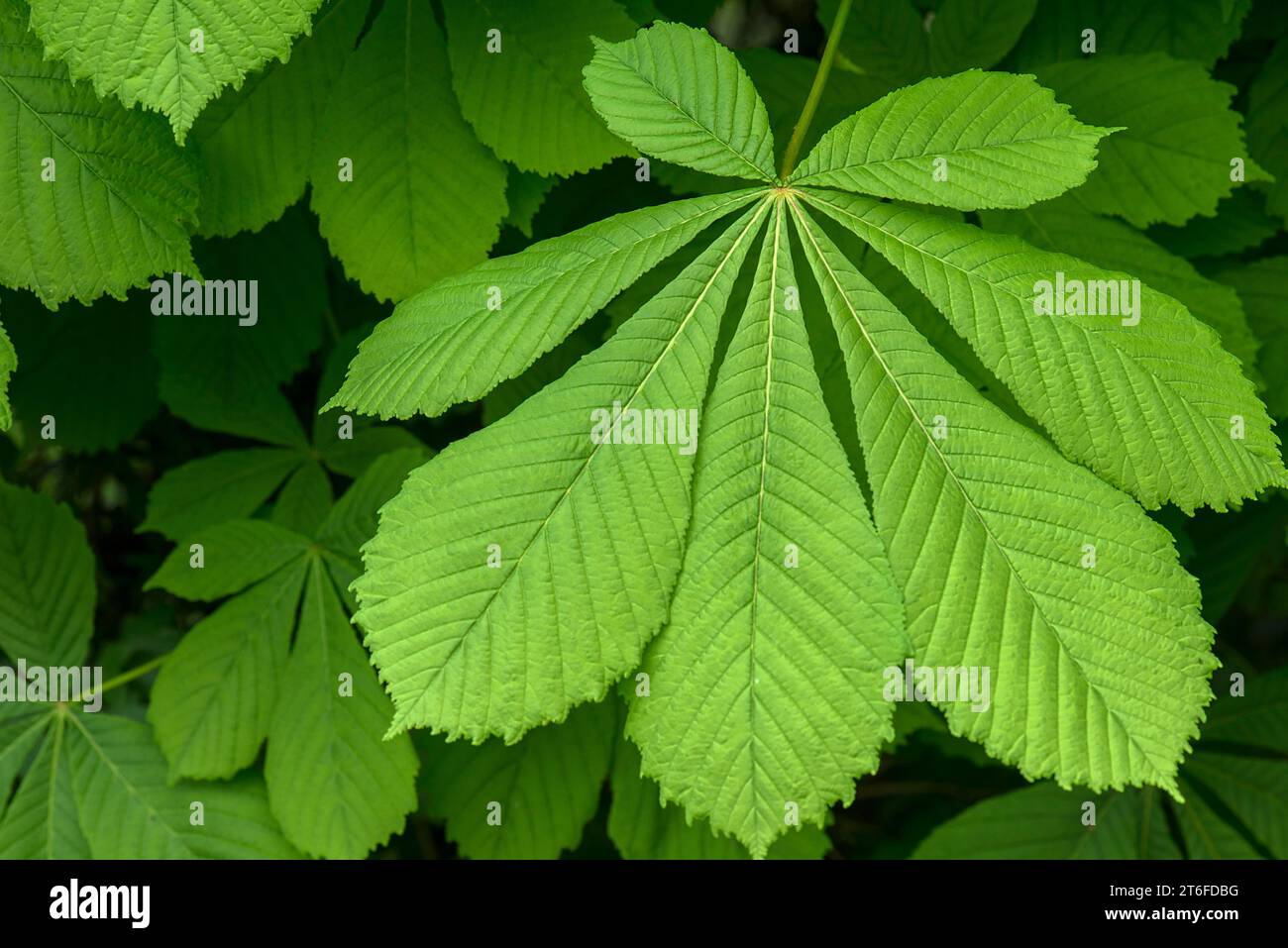 Feuille printanière de châtaignier (Aesculus hippocastanum), Bavière, Allemagne Banque D'Images