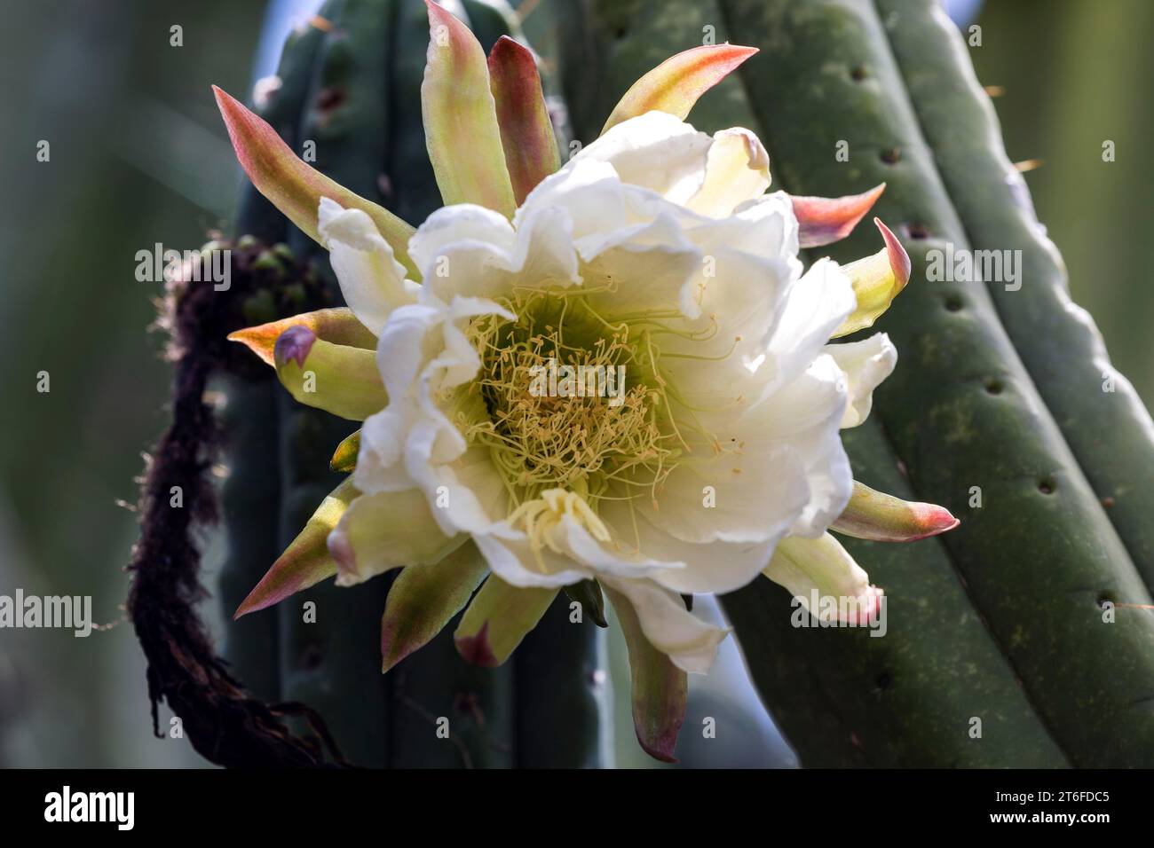 Cactus, fleur de cactus, fleur du cactus de pomme péruvien (Cereus repandus), jardin botanique Funchal, Jardim Botanico, Madère, Portugal Banque D'Images