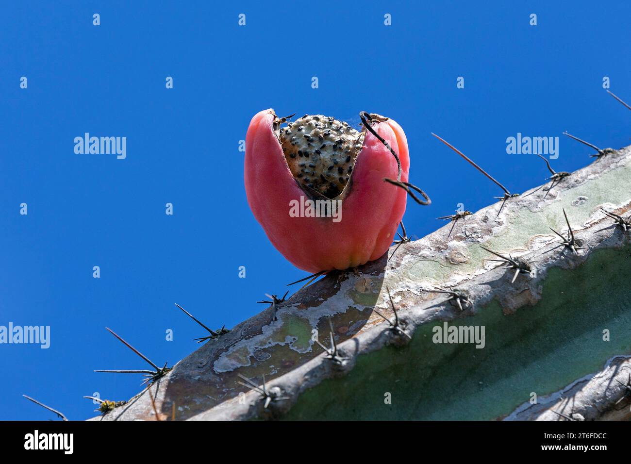 Cactus, fruit de cactus, fruit mûr du cactus de pomme péruvien (Cereus repandus), jardin botanique Funchal, Jardim Botanico, Madère, Portugal Banque D'Images