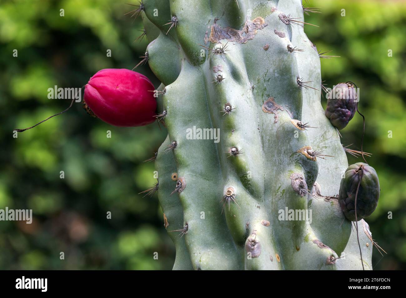 Cactus, fruit de cactus, fruit mûr du cactus de pomme péruvien (Cereus repandus), jardin botanique Funchal, Jardim Botanico, Madère, Portugal Banque D'Images