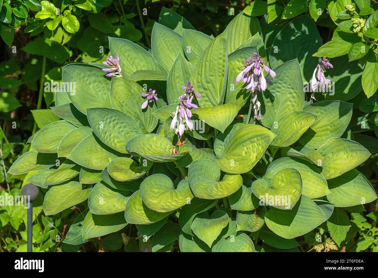 Floraison Hosta, Bavière, Allemagne Banque D'Images