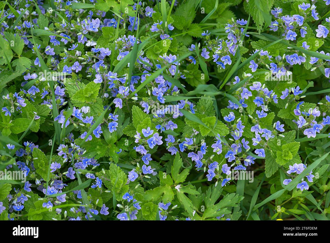 Fleurs de germander speedwell (Veronica chamaedrys), Bavière, Allemagne Banque D'Images