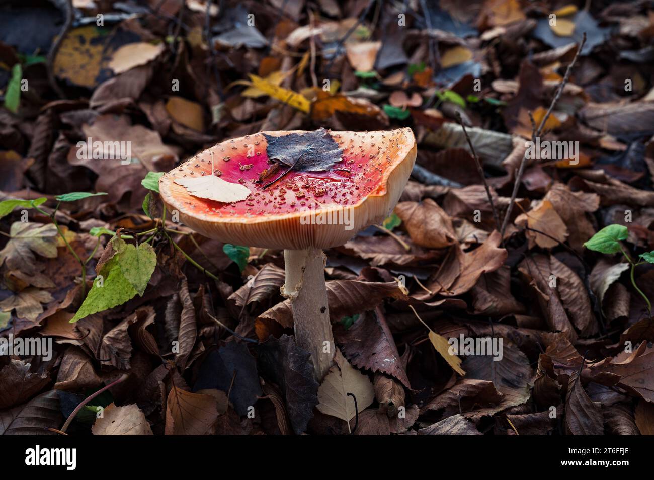 Gros plan de champignon Amanita muscaria avec de l'eau dans une tasse. Les champignons rouges hallucinigènes poison psychédélique en automne Banque D'Images