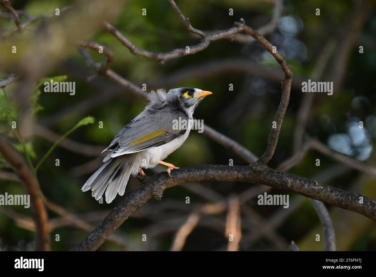 Vue latérale d'un oiseau mineur bruyant perché haut dans un arbre ombragé Banque D'Images