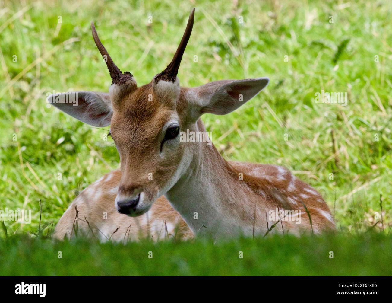 James David Allen Photographie Banque D'Images