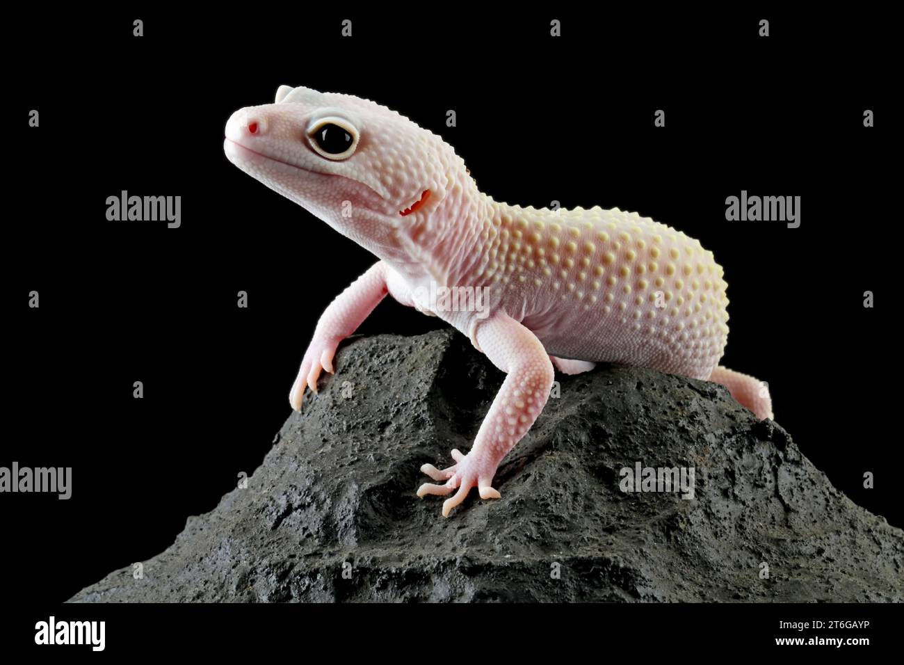 lézard lézard lézard léopard gecko sur roche isolé sur noir Banque D'Images