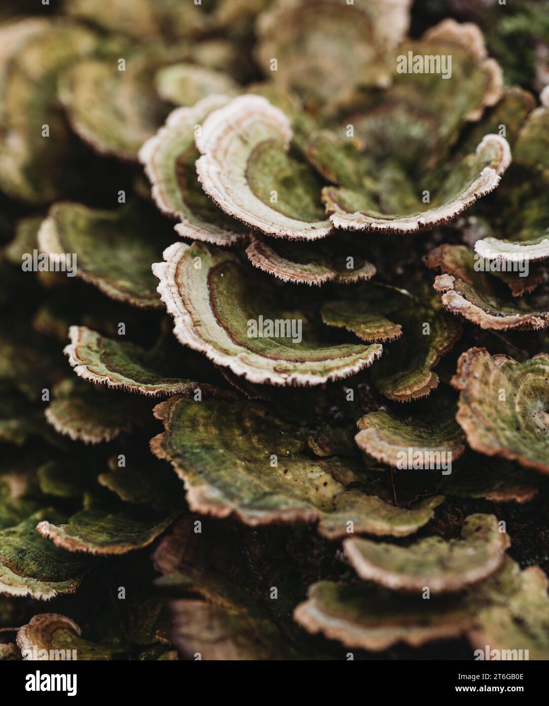 Gros plan de couches de champignons à queue de dinde poussant à l'extérieur. Banque D'Images