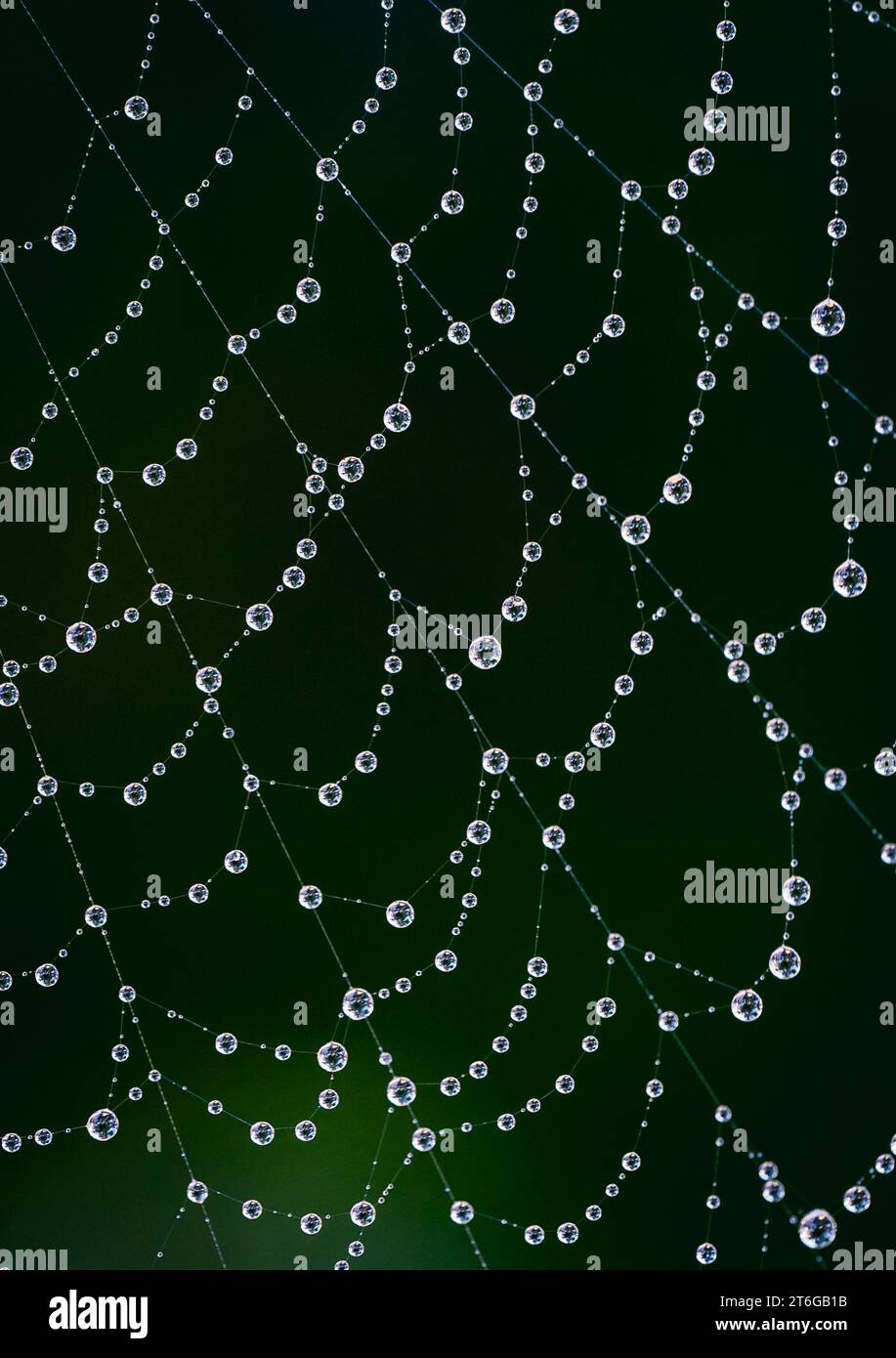 Gros plan macro image d'une toile d'araignée recouverte de gouttelettes d'eau. Banque D'Images