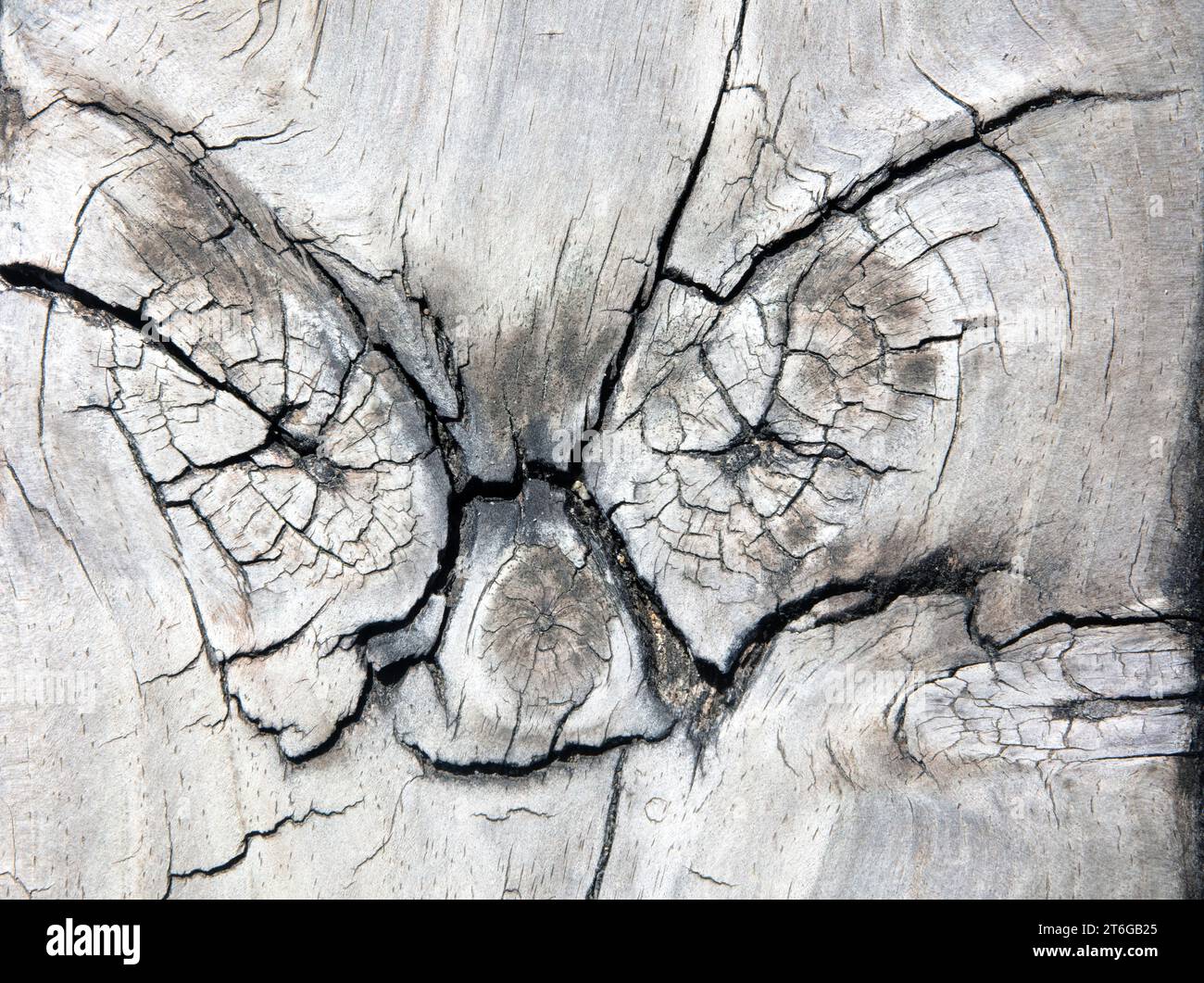Pareidolia d'un visage reconnaissable sur bois. Banque D'Images
