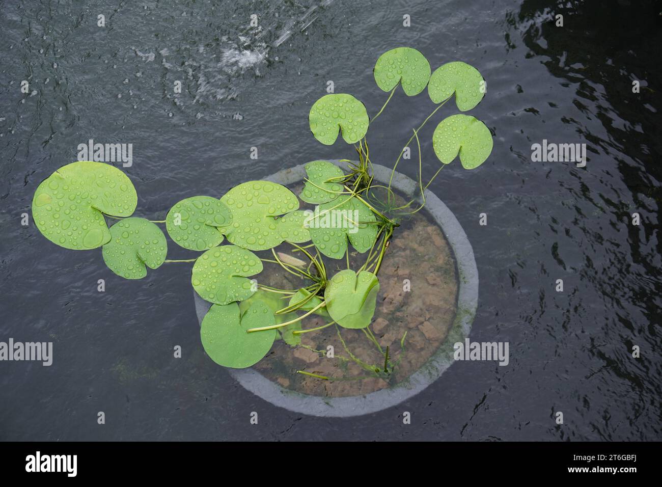 Feuilles de Lotus sur Pond Banque D'Images