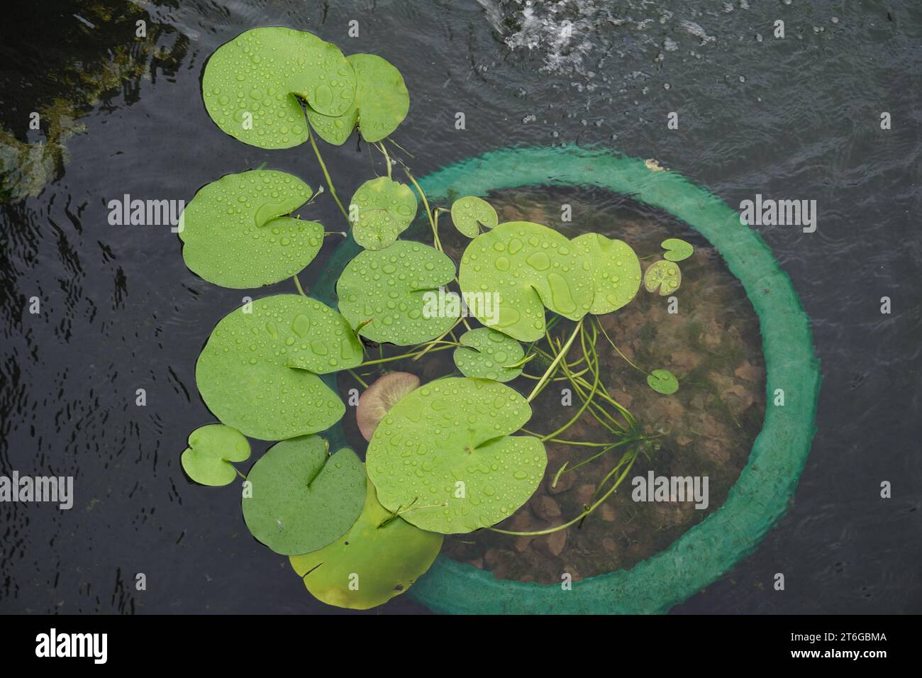 Feuilles de Lotus sur Pond Banque D'Images