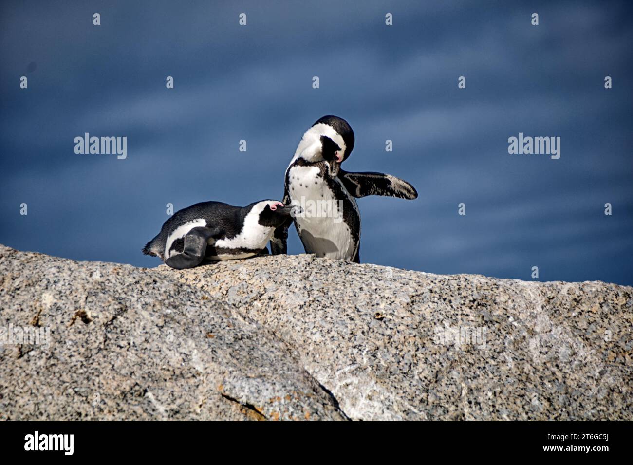 Deux pingouins sur un rocher avec un pingouin couché et un debout avec l'aile levée Banque D'Images