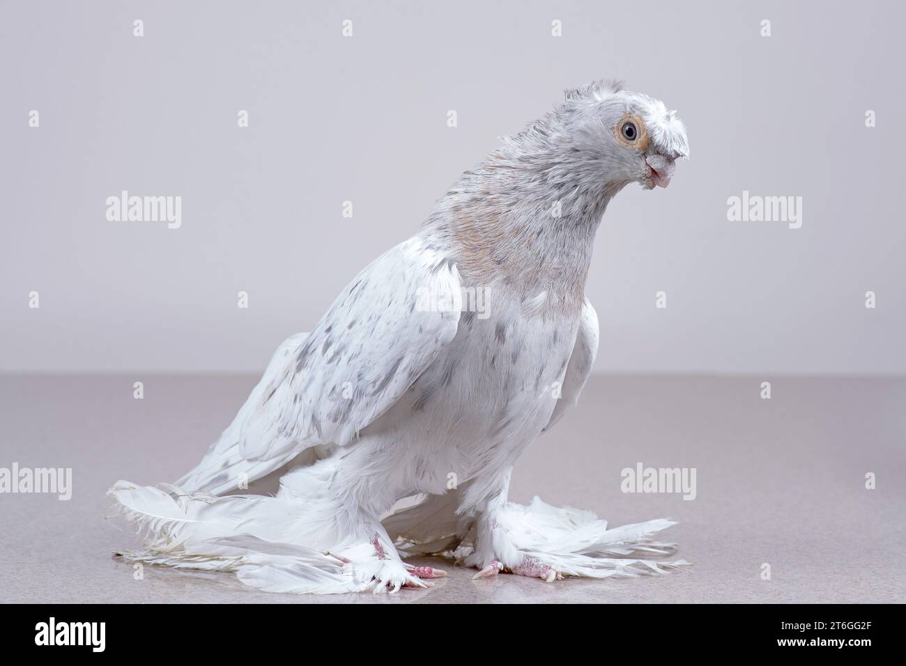 Un pigeon ouzbek de pure race repose sur une surface en marbre. Banque D'Images