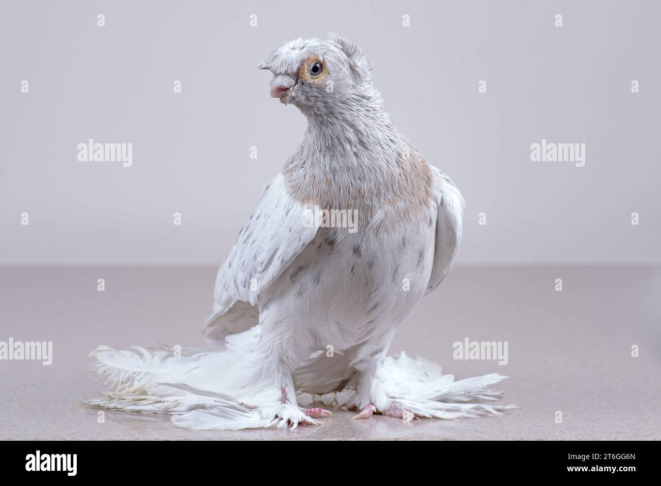 Un pigeon ouzbek de pure race repose sur une surface en marbre. Banque D'Images