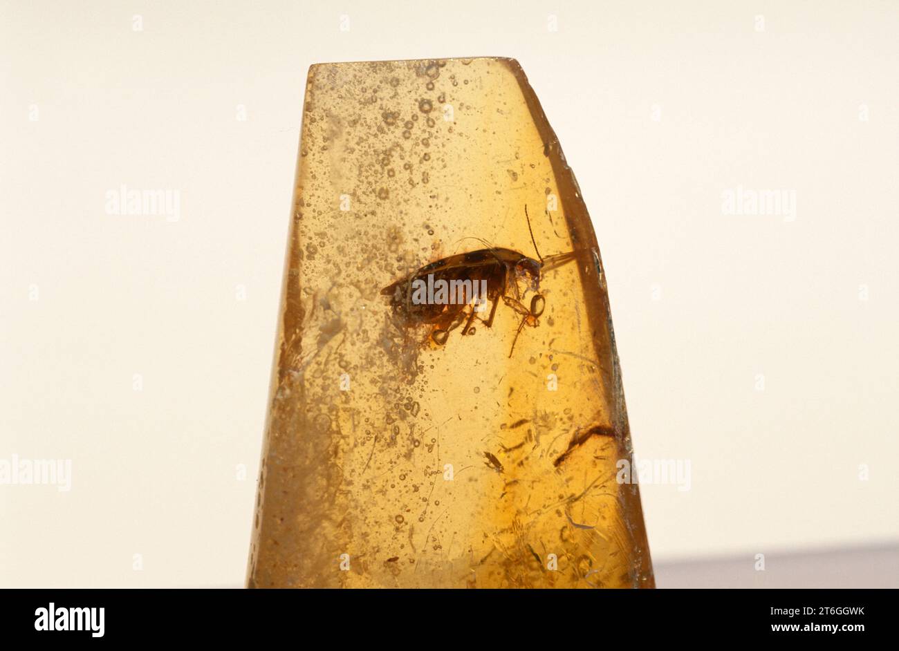 Insecte fossilisé en résine copale. Banque D'Images