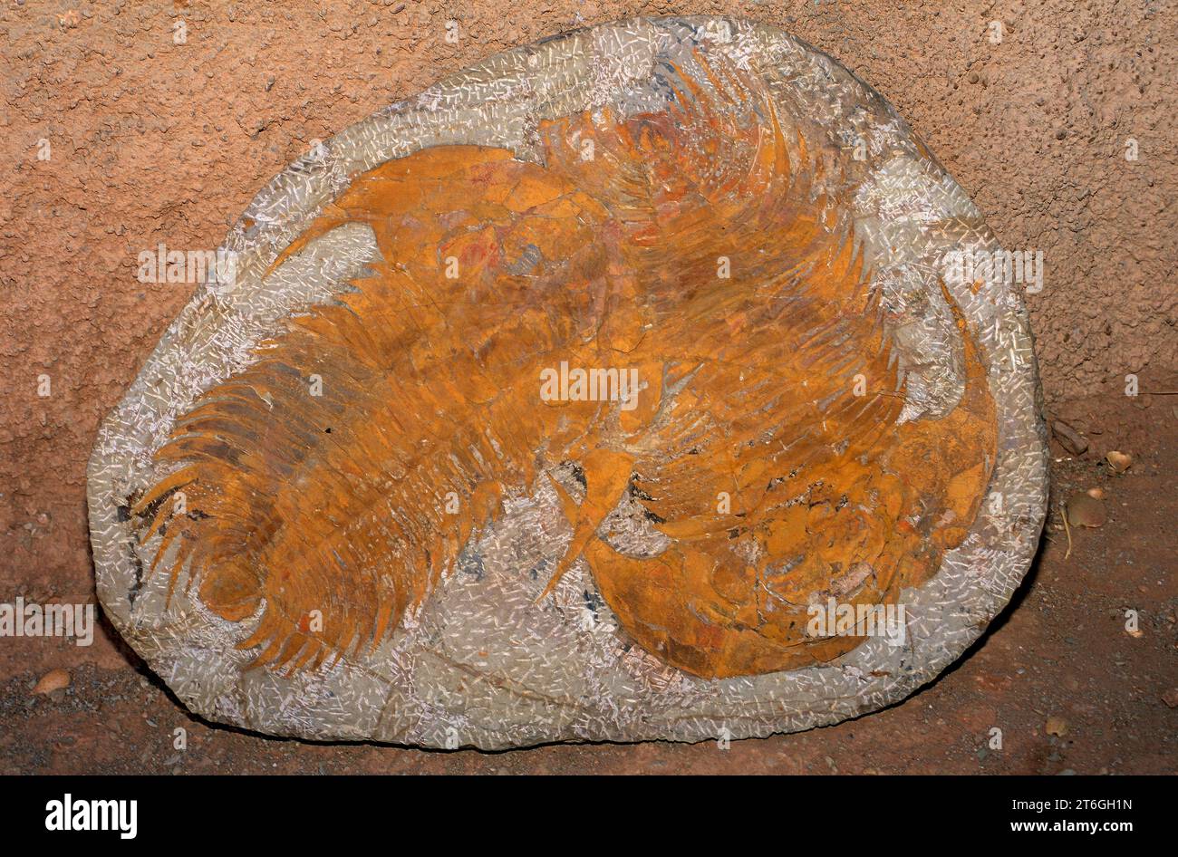 Trilobites fossiles (Paradoxides sp.) De la période cambrienne. Cette photo a été prise au Maroc. Banque D'Images