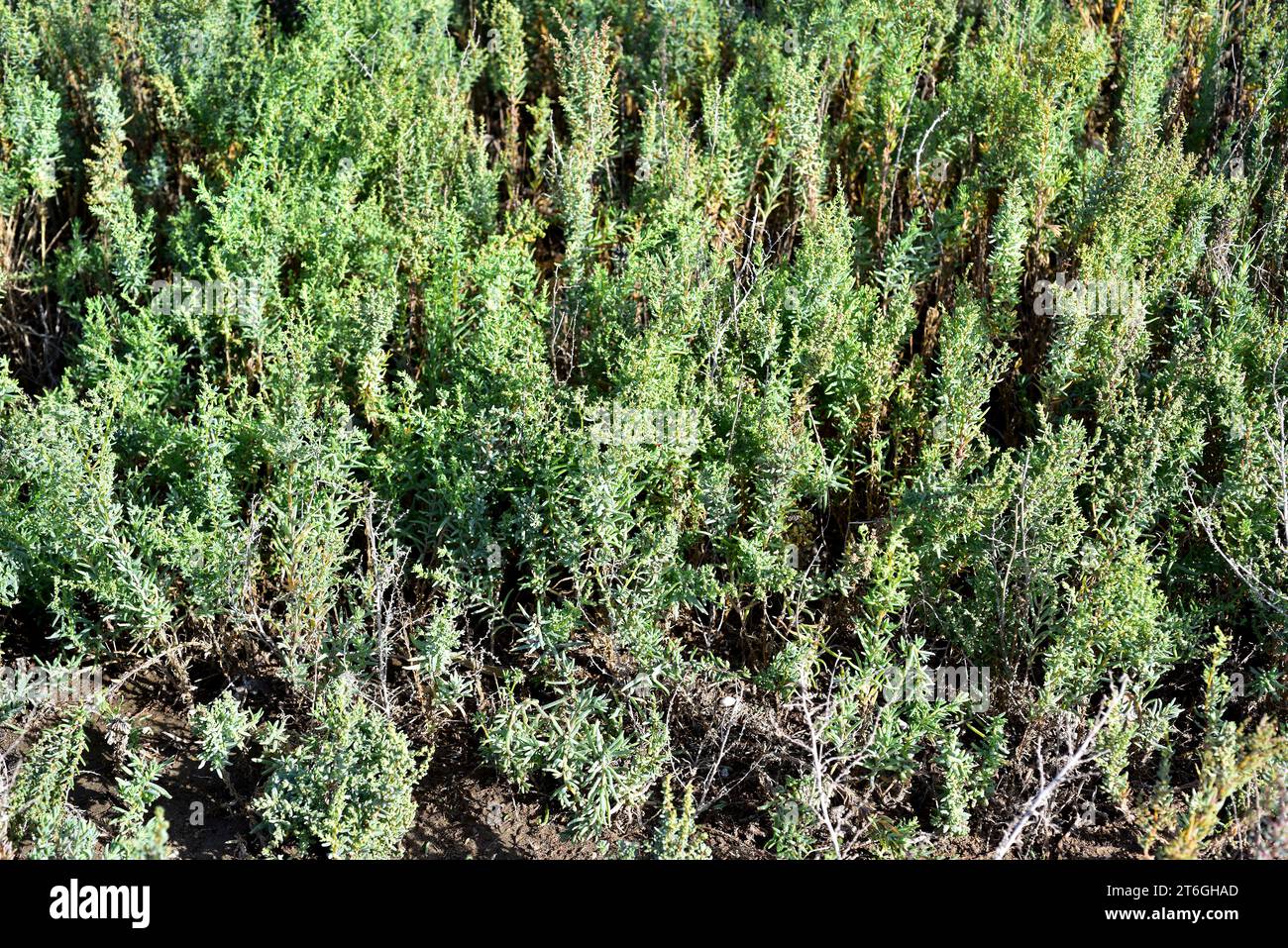 La seablite annuelle (Suaeda maritima) est une plante halophyte comestible originaire des côtes méditerranéennes et atlantiques. Cette photo a été prise à Delta del Ebro, Ta Banque D'Images