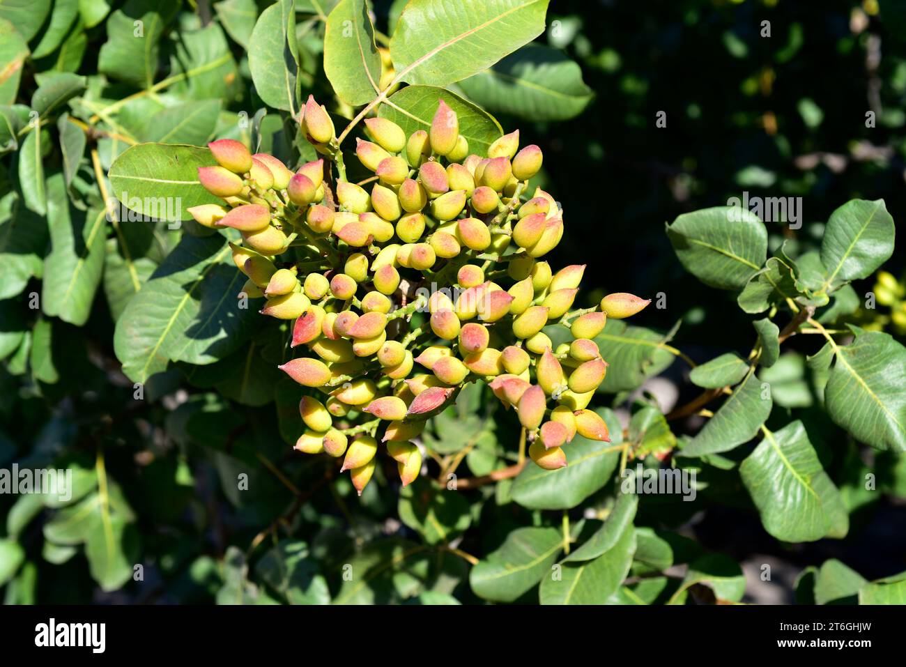 La pistache (Pistacia vera) est un arbre à feuilles caduques originaire d'Asie centrale et largement cultivé pour ses graines comestibles. Cette photo a été prise à Santorini Isl Banque D'Images