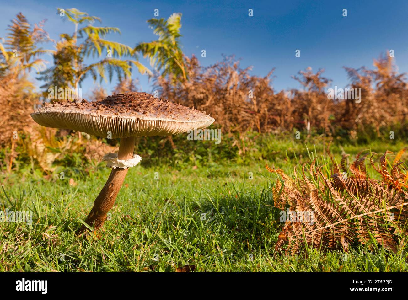 Champignons dans un paysage et ciel bleu Banque D'Images