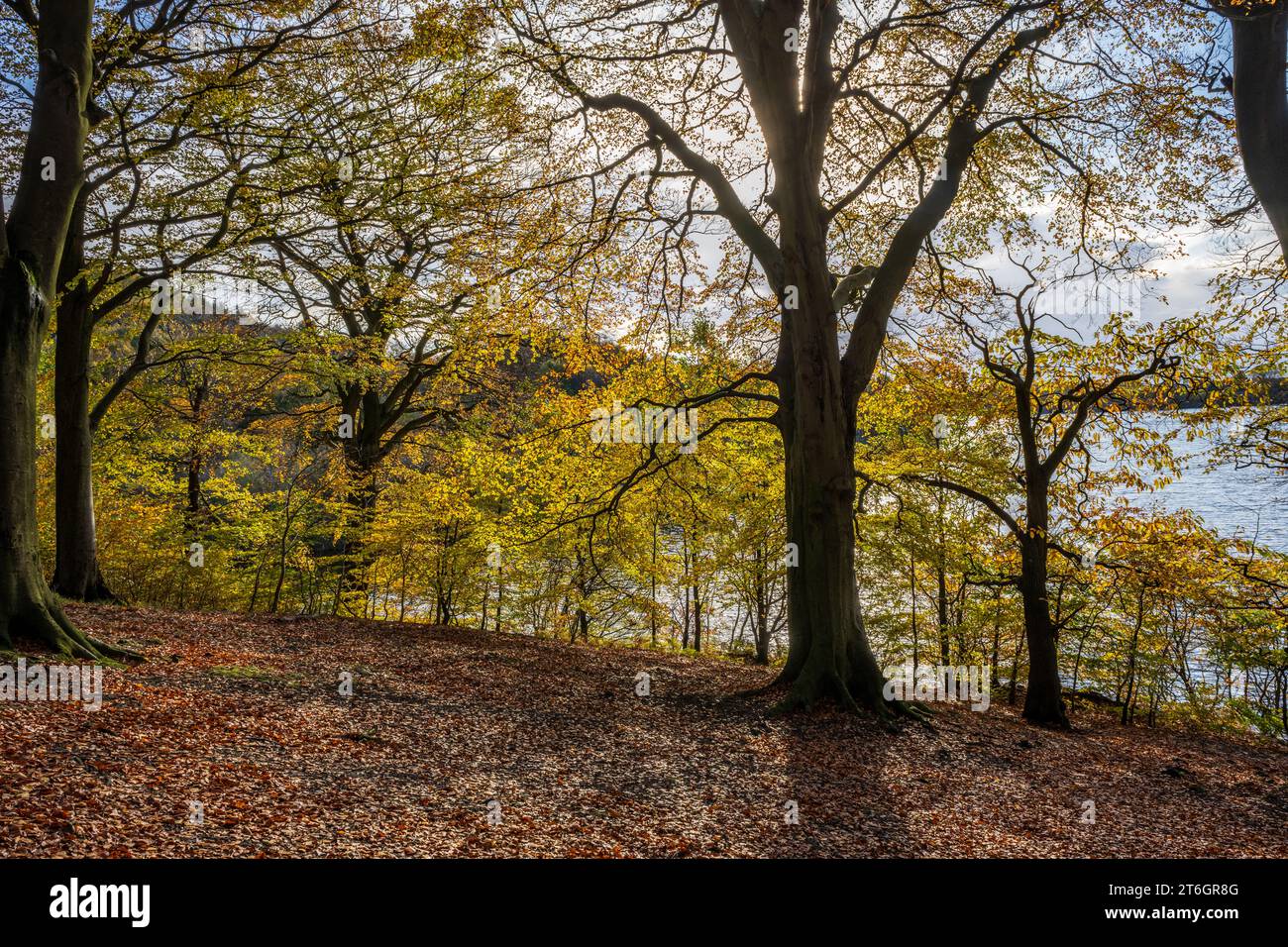 Couleurs d'automne sur les arbres et les feuilles lors des promenades autour de la région de Chorley dans le Lancashire Angleterre Royaume-Uni Banque D'Images