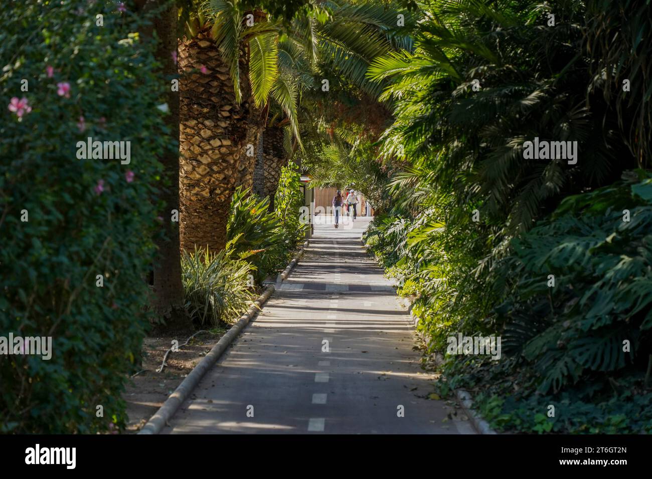 Piste cyclable à travers le parc municipal de Malaga, Costa del sol, Malaga, Costa del sol, Andalousie, Espagne. Banque D'Images