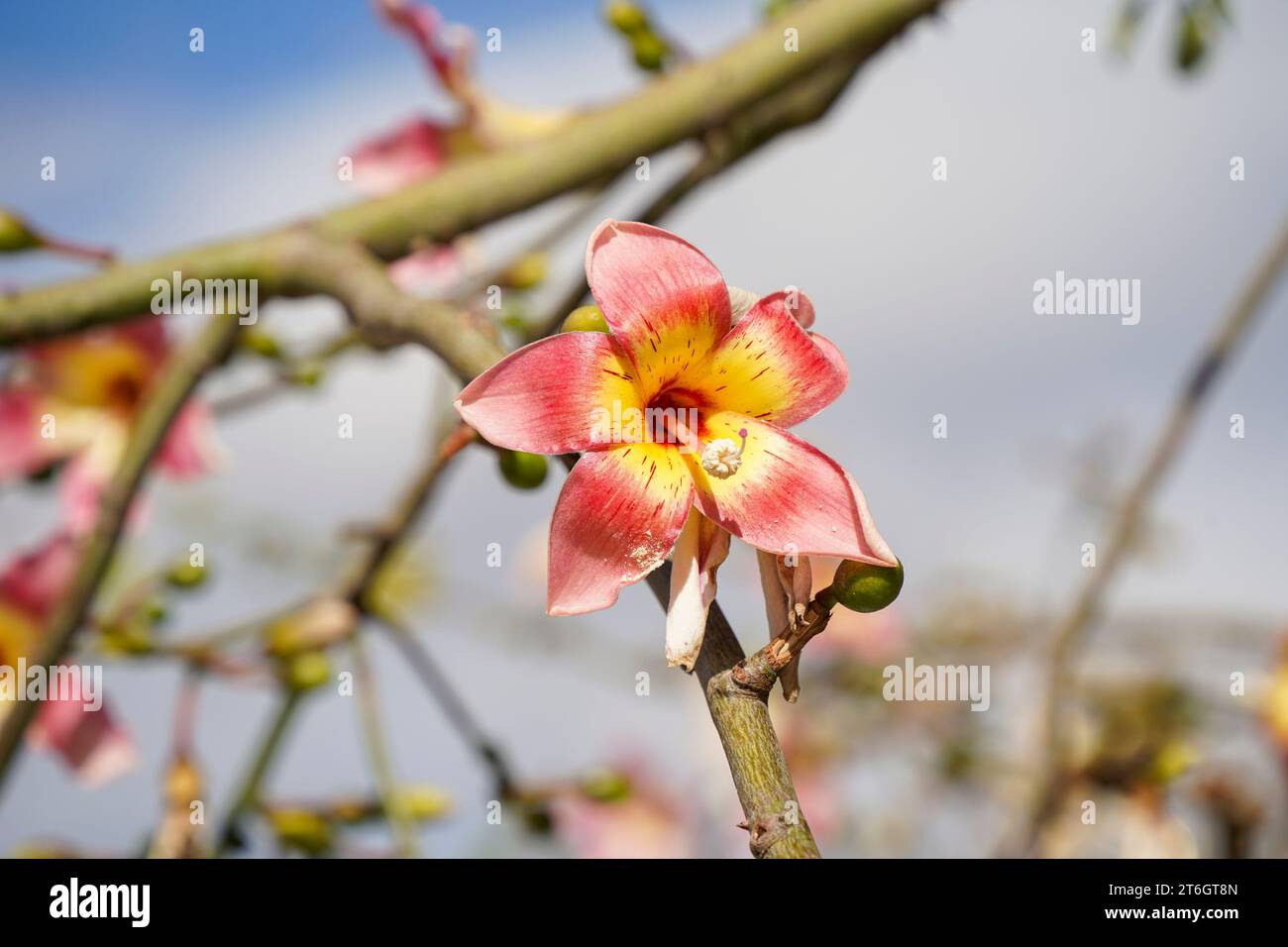 Fleurs de soie dentaire, arbre Ceiba speciosa, Malaga Espagne. Banque D'Images