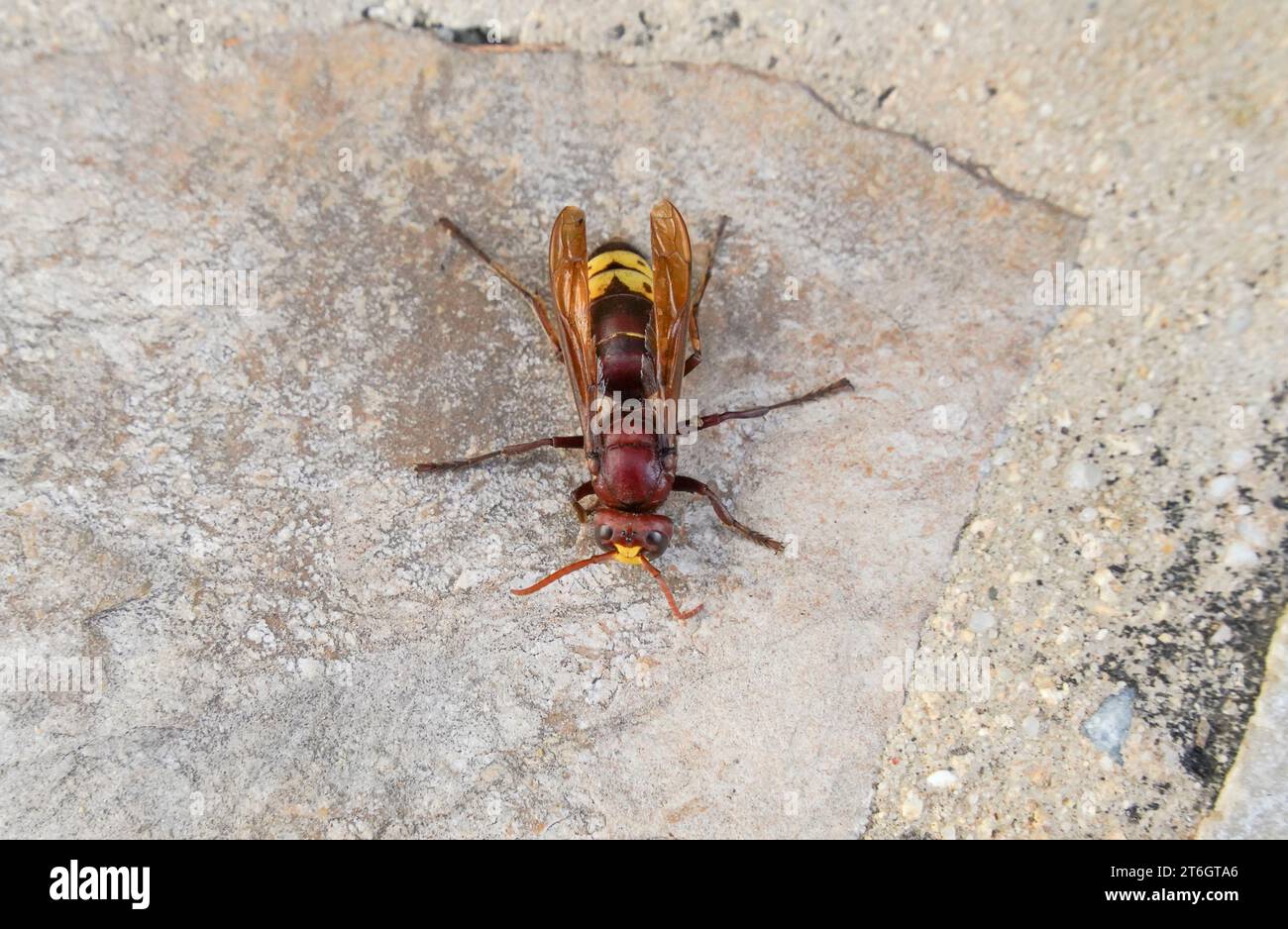 hornet oriental (Vespa orientalis), originaire du sud-est de l'Asie, Andalousie, Espagne. Banque D'Images