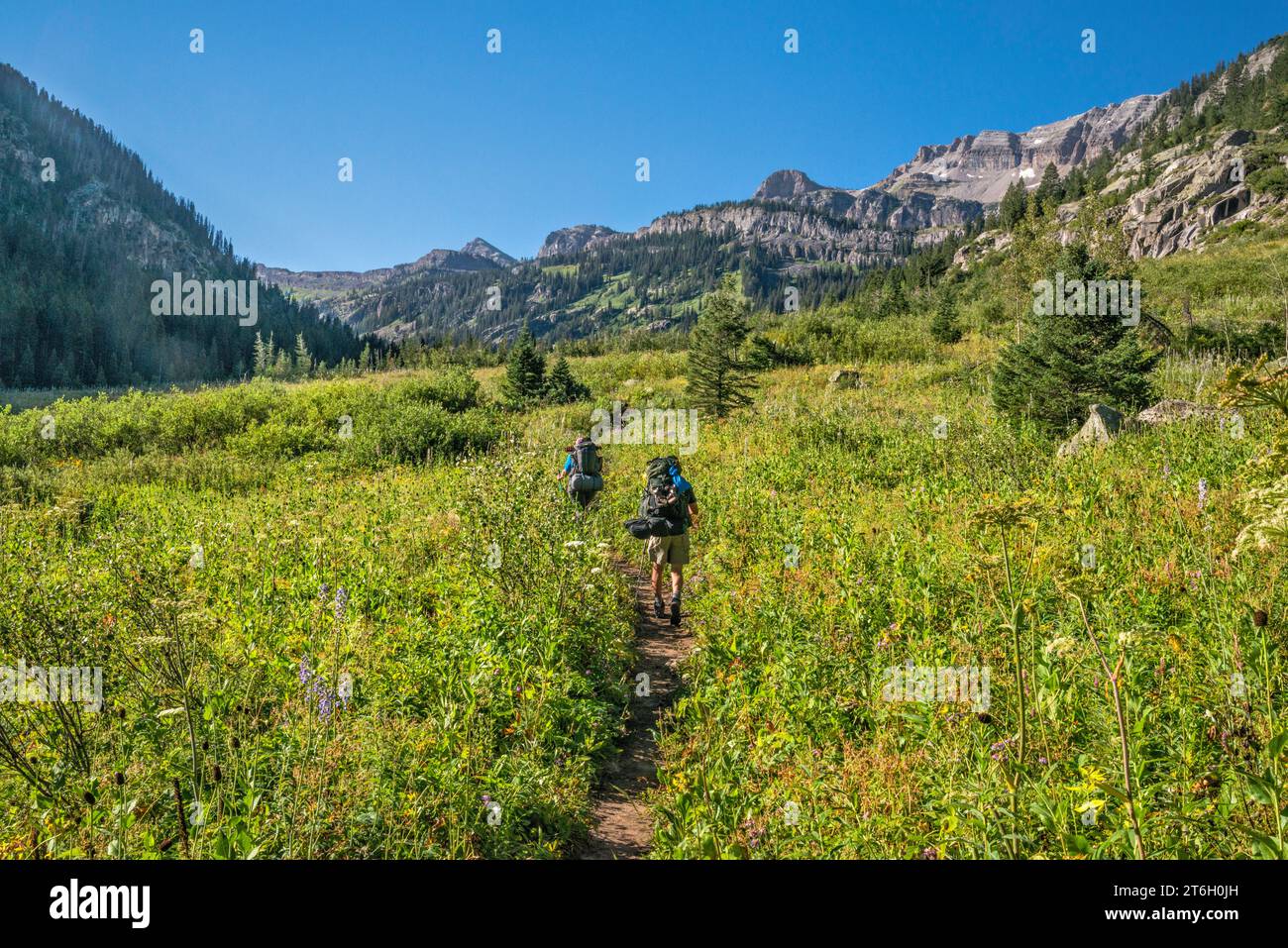 Canyon Teton, randonneurs sur South Teton Trail jusqu'au bassin de l'Alaska et au col Hurricane, The Wedge in distance, Teton Range, Jedediah Smith Wilderness, Wyoming Banque D'Images