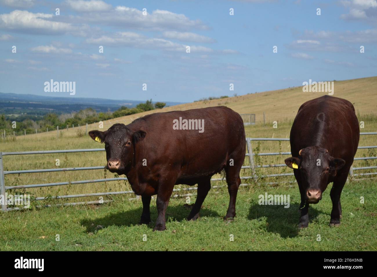 Mooo - vaches de ferme sur Une journée ensoleillée avec ciel bleu - bovins dans Un champ de fermiers - British Farm Animal - Sussex Royaume-Uni Banque D'Images