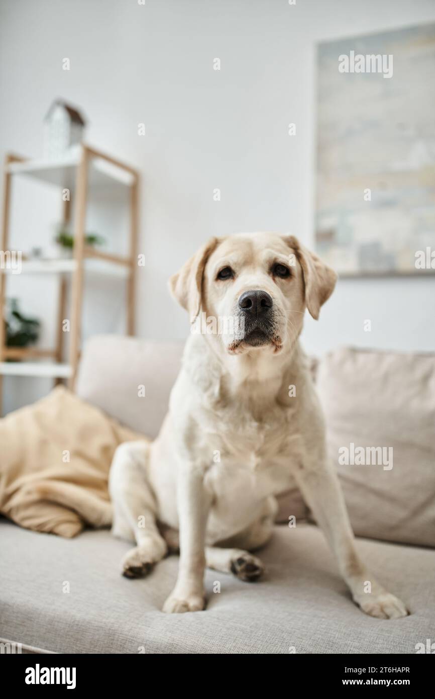 animal compagnon, labrador assis sur un canapé confortable dans le salon à l'intérieur de l'appartement moderne Banque D'Images