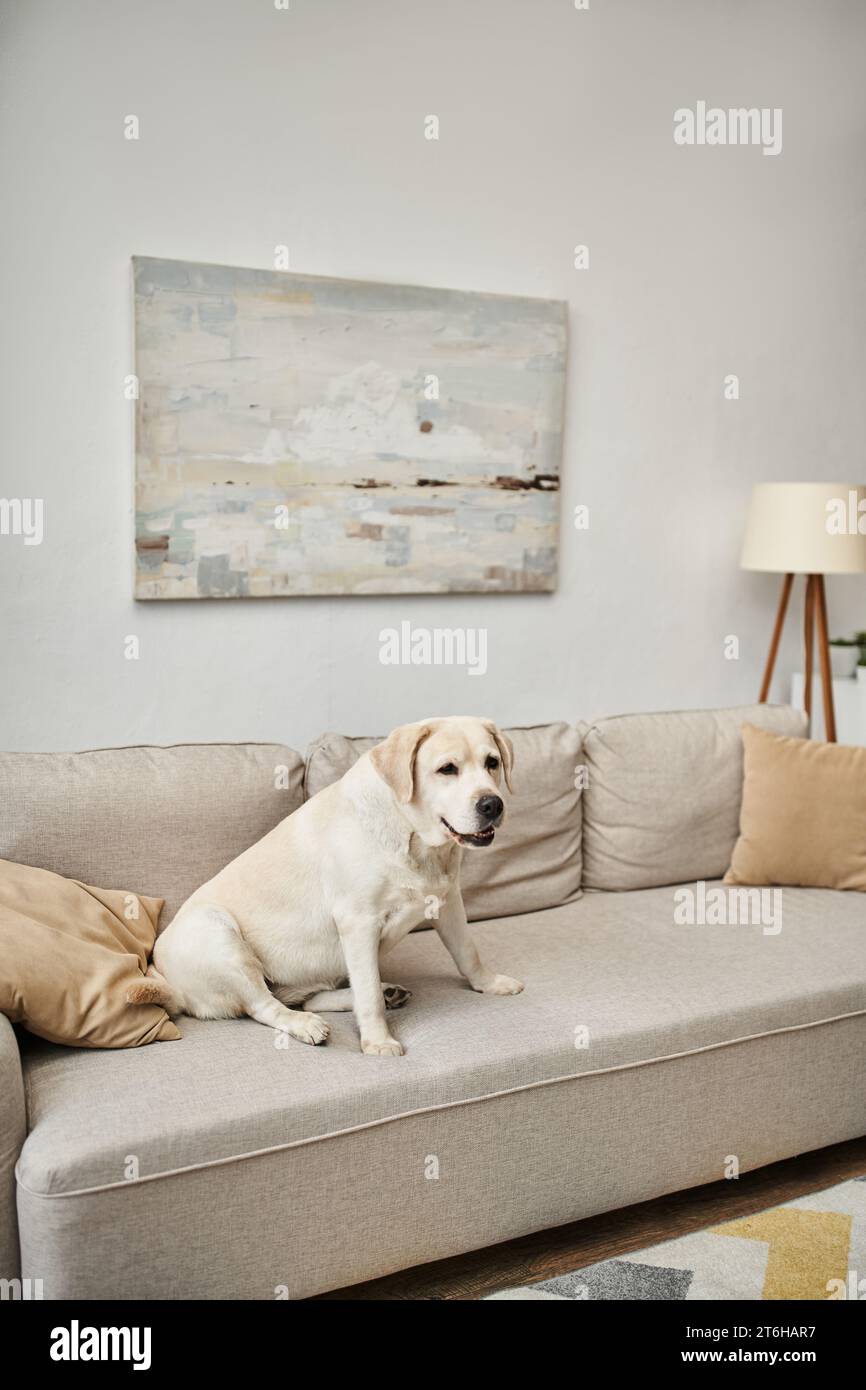 animal compagnon, labrador assis sur un canapé confortable dans le salon à l'intérieur de l'appartement moderne Banque D'Images