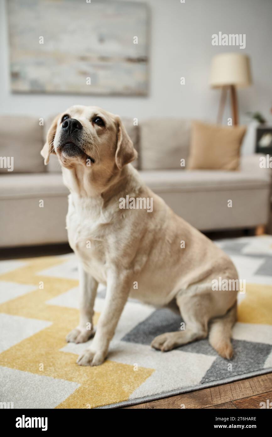 animal compagnon, adorable chien labrador assis sur la moquette dans le salon à l'intérieur de l'appartement moderne Banque D'Images