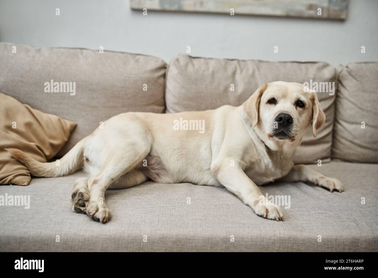 animal compagnon, labrador mignon couché sur un canapé confortable dans le salon à l'intérieur de l'appartement moderne Banque D'Images