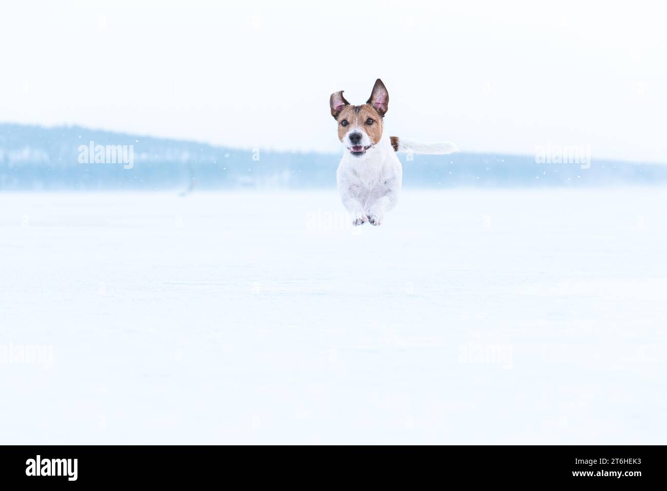 Chien marchant sous la neige. Gardez le chien actif pendant la saison hivernale concept Banque D'Images