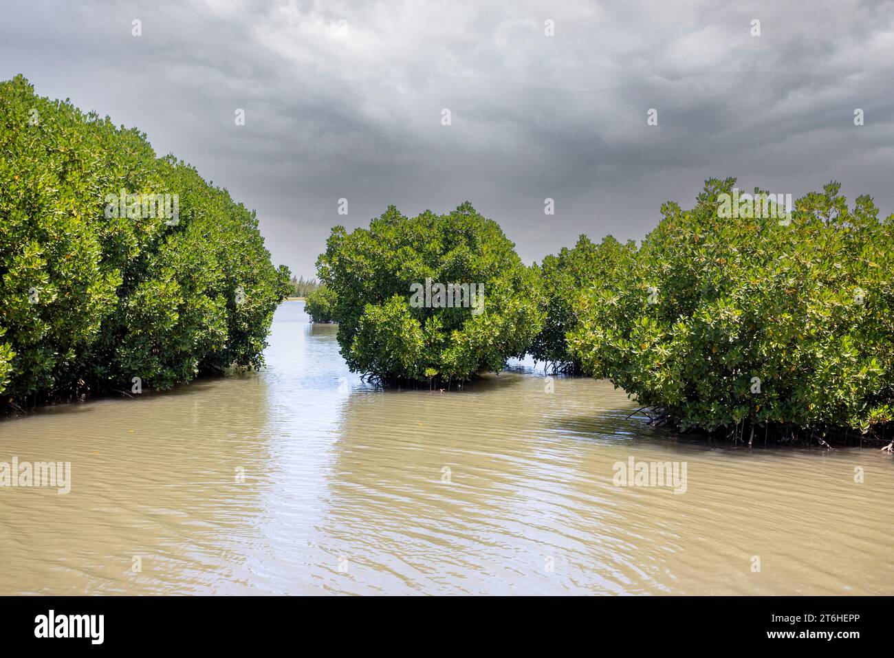 Mangroves en eau saumâtre sur la côte créant une stabilisation du rivage et un foyer pour une riche biodiversité Banque D'Images