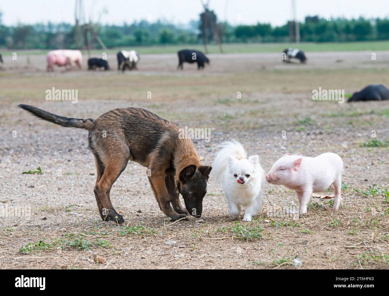 porcelet, chihuahua et malinois devant la ferme Banque D'Images