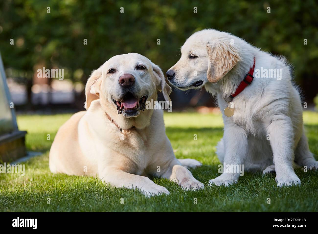 Deux amis canins. Portrait de deux chiens heureux ensemble dans l'arrière-cour. labrador retriever senior et chiot de Golden retriever se reposant dans l'herbe. Banque D'Images