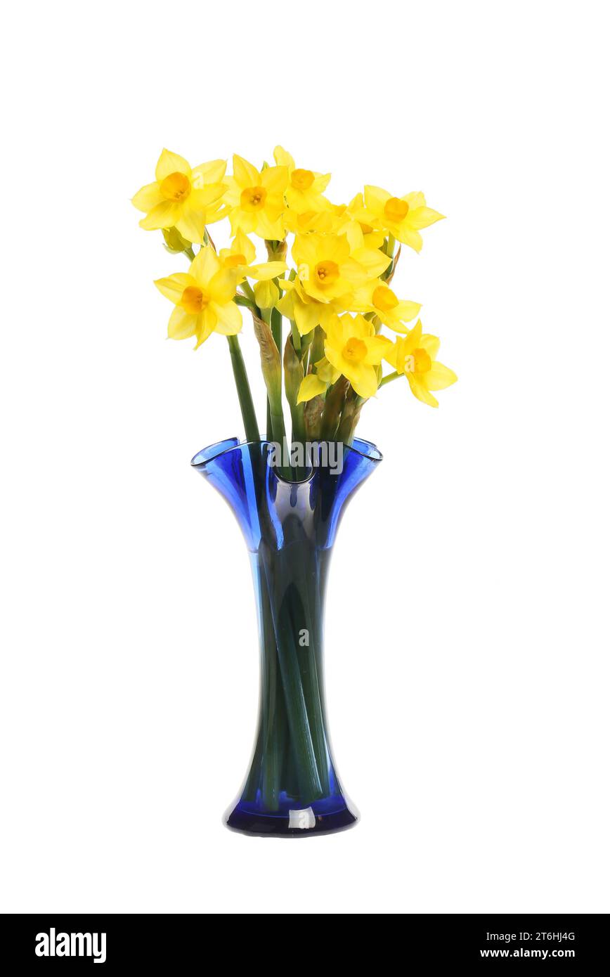 Fleurs de Narcisse disposées dans un vase en verre bleu isolé contre blanc Banque D'Images