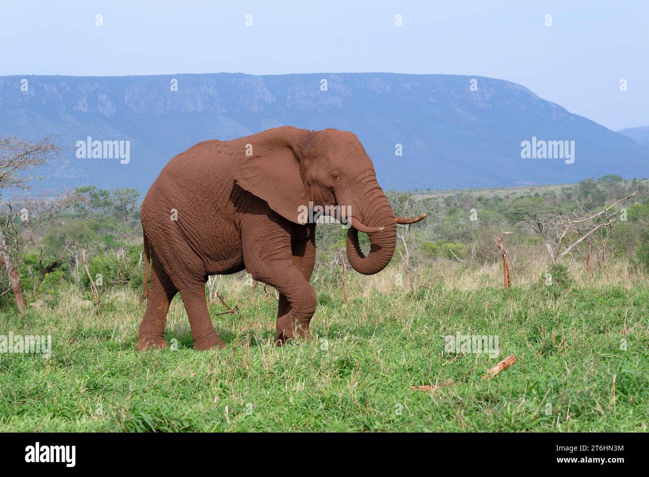 Éléphant de brousse africain (Loxodonta africana) couvert de terre rouge marchant dans la savane, province du Kwazulu Natal, Afrique du Sud Banque D'Images
