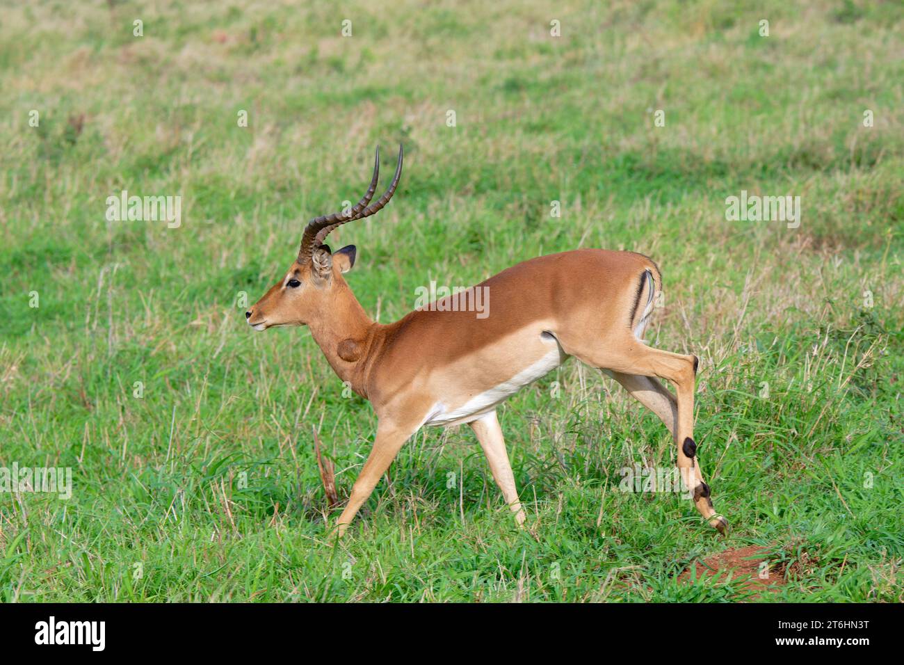 Impala (Aepyceros melampus melampus) courant dans la savane, province du Kwazulu Natal, Afrique du Sud Banque D'Images