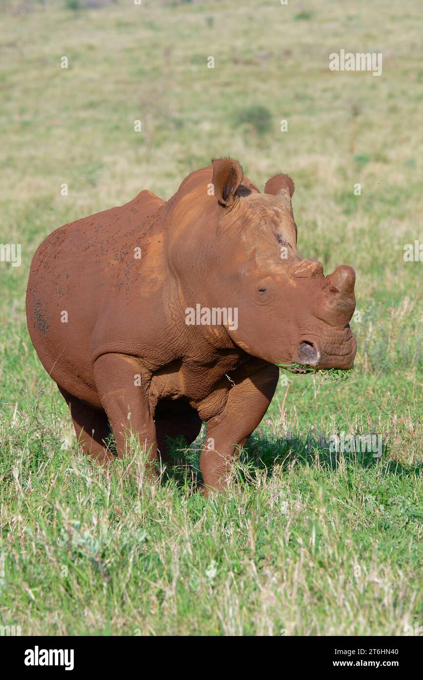 Rhinocéros blanc, rhinocéros blanc ou rhinocéros à lèvres carrées (Ceratotherium simum) recouvert de terre rouge, province du Kwazulu Natal, Afrique du Sud Banque D'Images