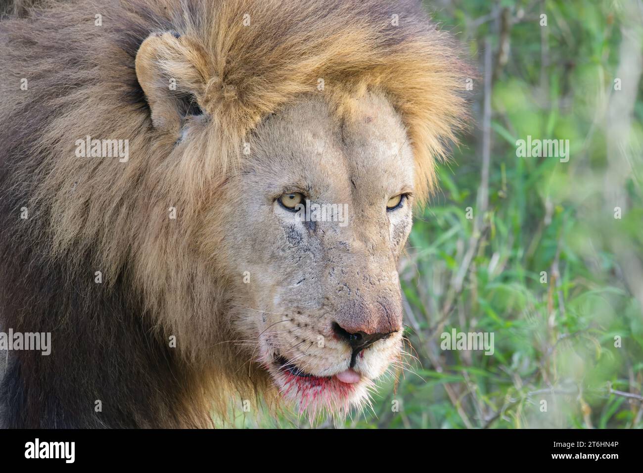 Portrait d'un lion mâle (Panthera leo), province du Kwazulu Natal, Afrique du Sud Banque D'Images